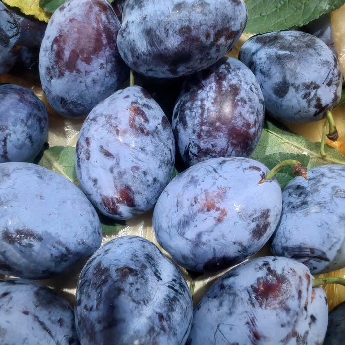 BC Local French Plums