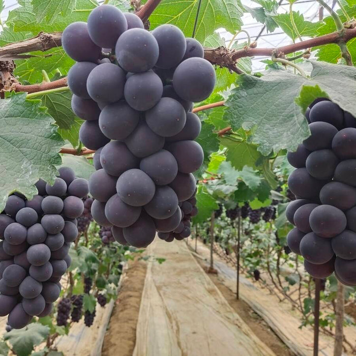 Japan’s Famous Kyoho Grapes Are Here! 🍇🇯🇵 3Kg & 10x300g
