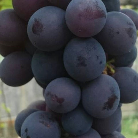Japan’s Famous Kyoho Grapes Are Here! 🍇🇯🇵 3Kg & 10x300g