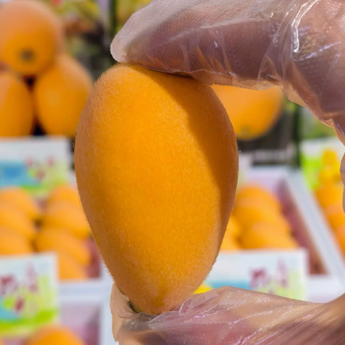 Japan Premium Nagasaki Biwa Loquat – 長崎びわ (250g/Tray)