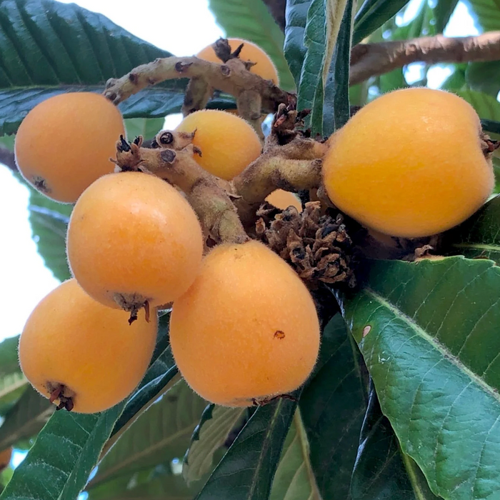 Japan Premium Nagasaki Biwa Loquat – 長崎びわ (250g/Tray)