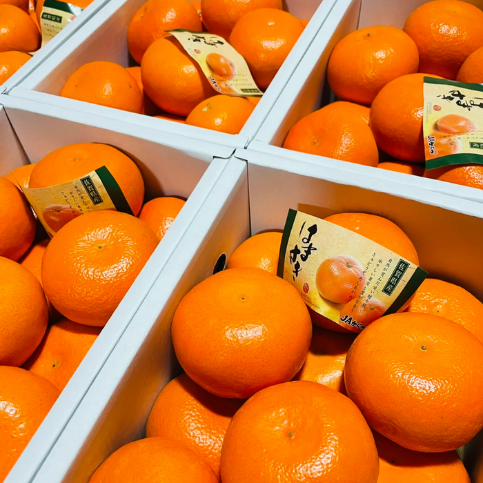 Japan Saga 濱崎みかん (Hamasaki Mikan Unshu) – Premium Sweet Citrus Gift Box ギフト箱 (L Size 3Kg 10CT)