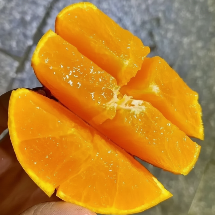 Japan Saga 濱崎みかん (Hamasaki Mikan Unshu) – Premium Sweet Citrus Gift Box ギフト箱 (L Size 3Kg 10CT)