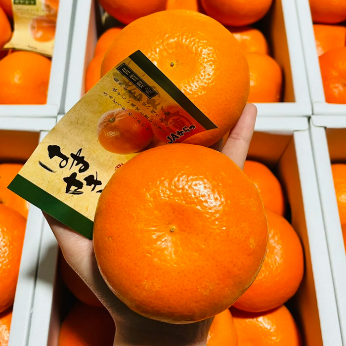 Japan Saga 濱崎みかん (Hamasaki Mikan Unshu) – Premium Sweet Citrus Gift Box ギフト箱 (L Size 3Kg 10CT)