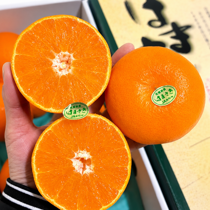 Japan Saga 濱崎みかん (Hamasaki Mikan Unshu) – Premium Sweet Citrus Gift Box ギフト箱 (L Size 3Kg 10CT)