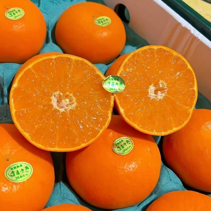 Japan Saga 濱崎みかん (Hamasaki Mikan Unshu) – Premium Sweet Citrus Gift Box ギフト箱 (L Size 3Kg 10CT)