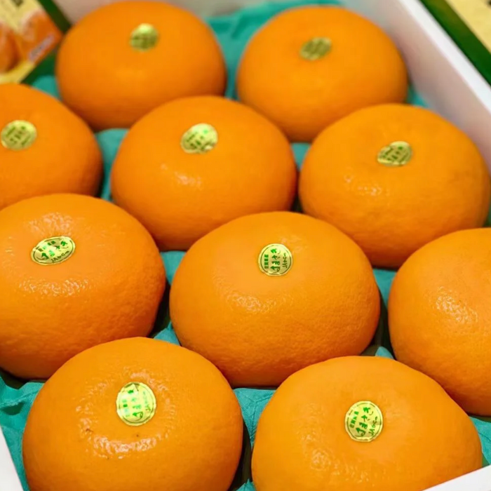 Japan Saga 濱崎みかん (Hamasaki Mikan Unshu) – Premium Sweet Citrus Gift Box ギフト箱 (L Size 3Kg 10CT)