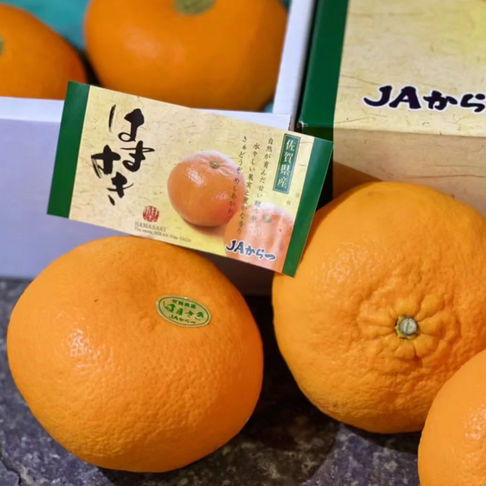 Japan Saga 濱崎みかん (Hamasaki Mikan Unshu) – Premium Sweet Citrus Gift Box ギフト箱 (L Size 3Kg 10CT)