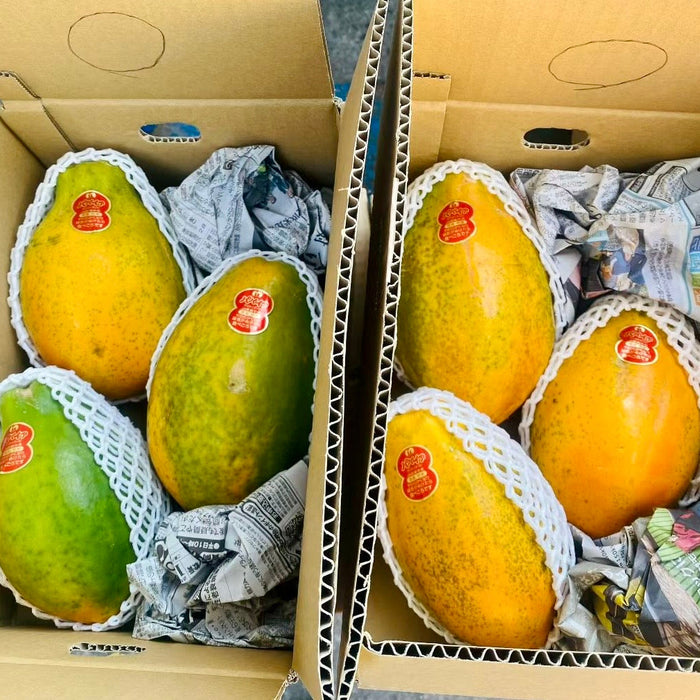 Miyazaki Japanese Papaya (宮崎パパイヤ)（2/3ct/Box）
