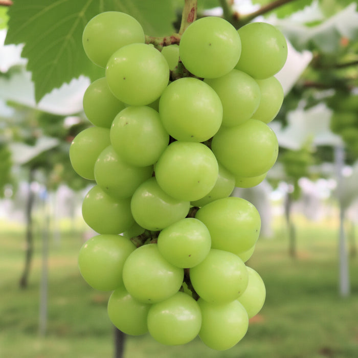 Japanese Premium Shine Muscat Grapes 🍇🇯🇵 3Kg & 10x350g