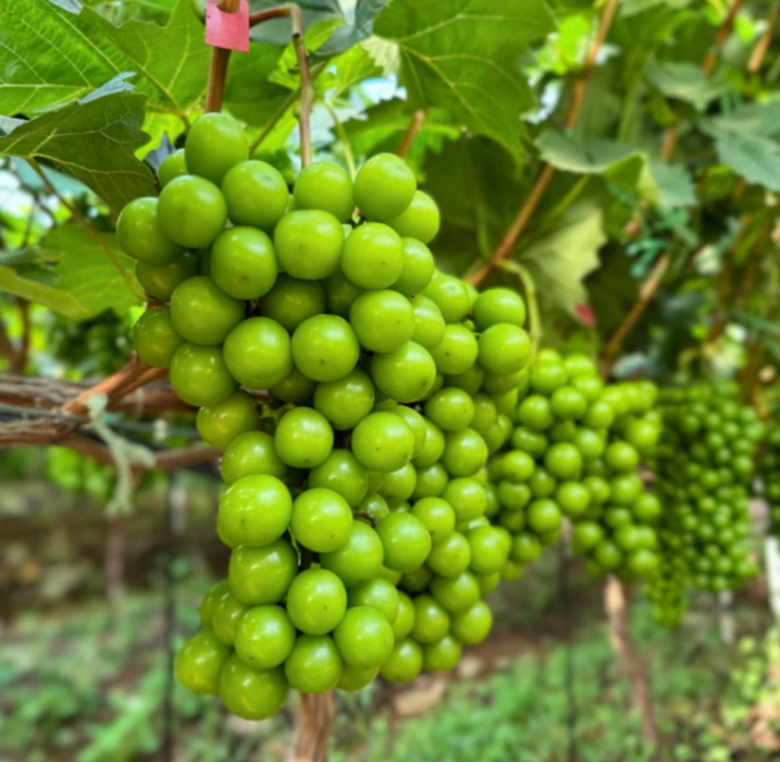 Japanese Premium Shine Muscat Grapes 🍇🇯🇵 3Kg & 10x350g