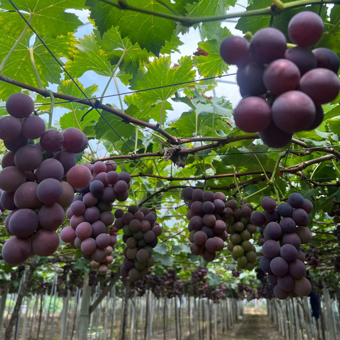 🇺🇸California Greenhouse Black Vine Kyoho Grapes 6X3 lbs/Box