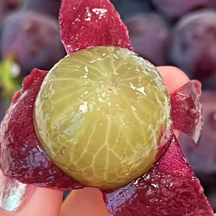 🇺🇸California Greenhouse Black Vine Kyoho Grapes 6X3 lbs/Box