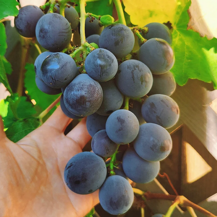 🇺🇸California Greenhouse Black Vine Kyoho Grapes 6X3 lbs/Box