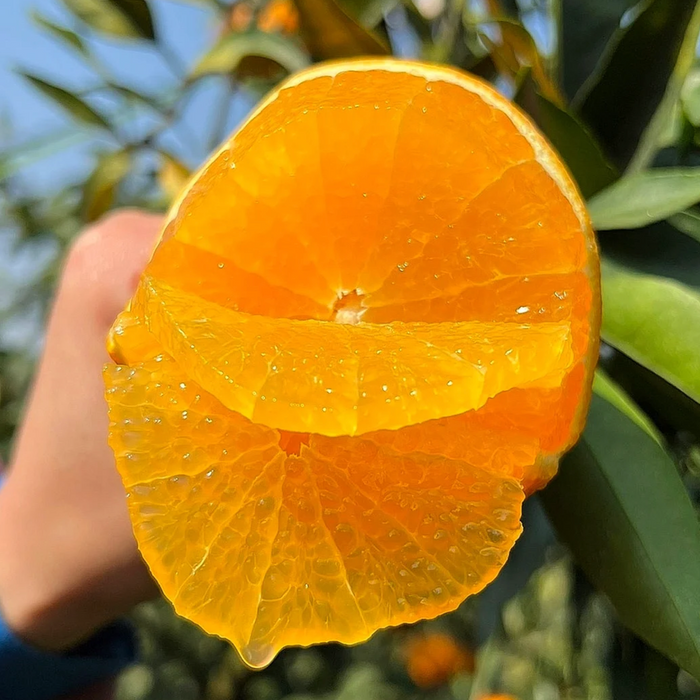 Premium Jelly Orange – Naturally Sweet, Juicy & Easy to Peel