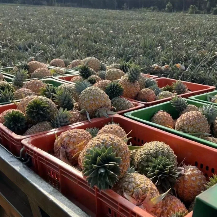 🍍 Mango Pineapple – Hainan Tropical Premium 🍍Spe: 8CT / 6KG / BOX
