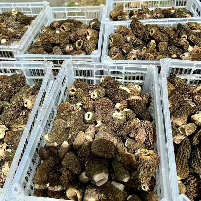 Wild Hand-Picked Morel Mushrooms (Local Harvest)