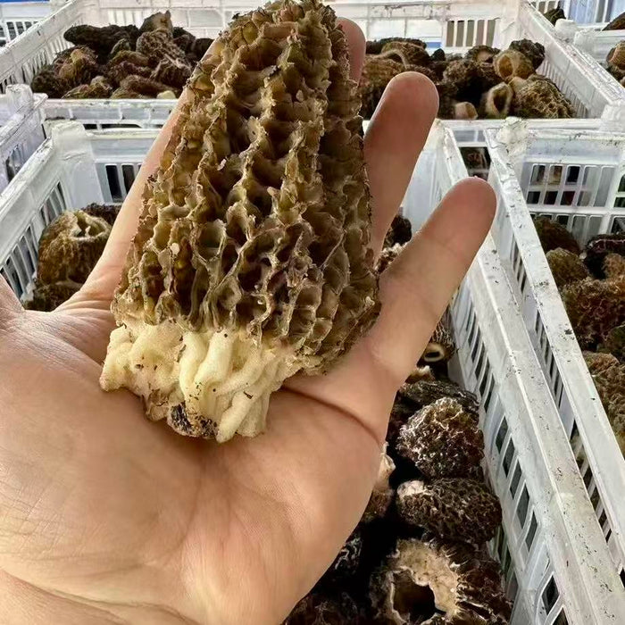Wild Hand-Picked Morel Mushrooms (Local Harvest)