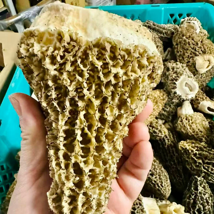 Wild Hand-Picked Morel Mushrooms (Local Harvest)