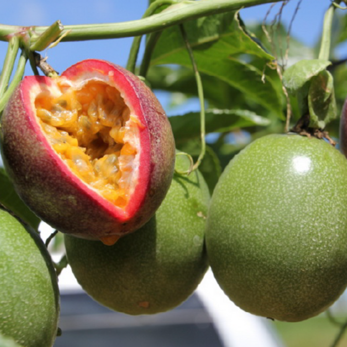🇯🇵 Okinawan Purple Passion Fruit 沖縄県産パッションフルーツ  1Kg/Box