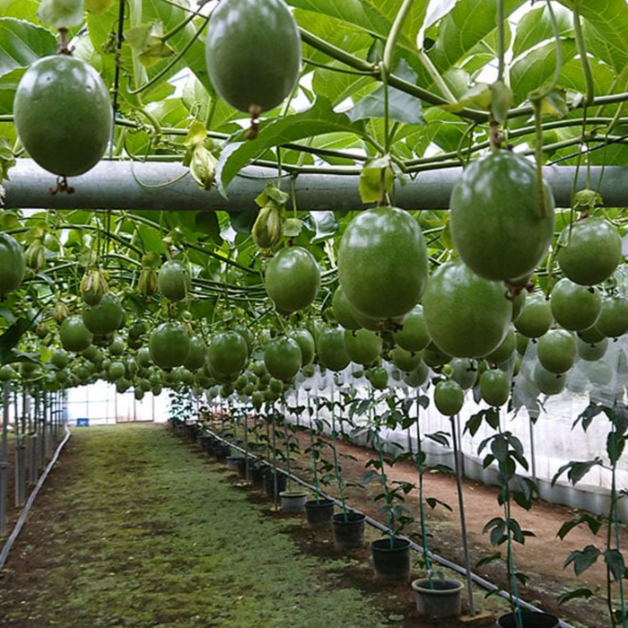 🇯🇵 Okinawan Purple Passion Fruit 沖縄県産パッションフルーツ  1Kg/Box