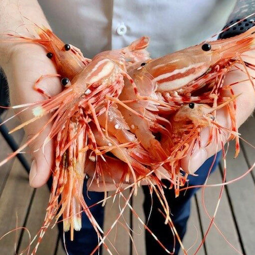 Live BC Spotted Prawns – Limited Seasonal Catch  (Pro-Order Item)🦐🌊