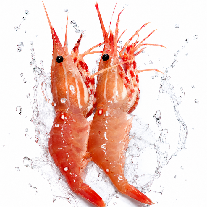 Live BC Spotted Prawns – Limited Seasonal Catch  (Pro-Order Item)🦐🌊