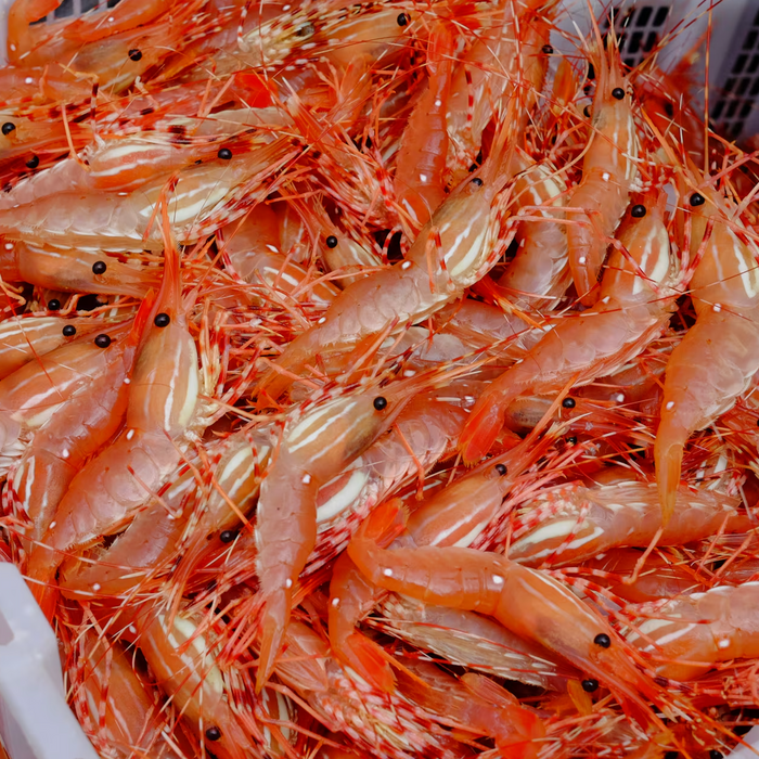 Live BC Spotted Prawns – Limited Seasonal Catch  (Pro-Order Item)🦐🌊