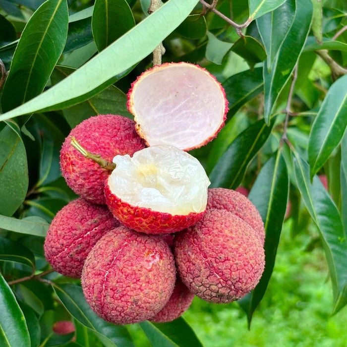 Seedless Lychee – Pure Sweetness, No Pit, No Hassle. (5Kg/Box)