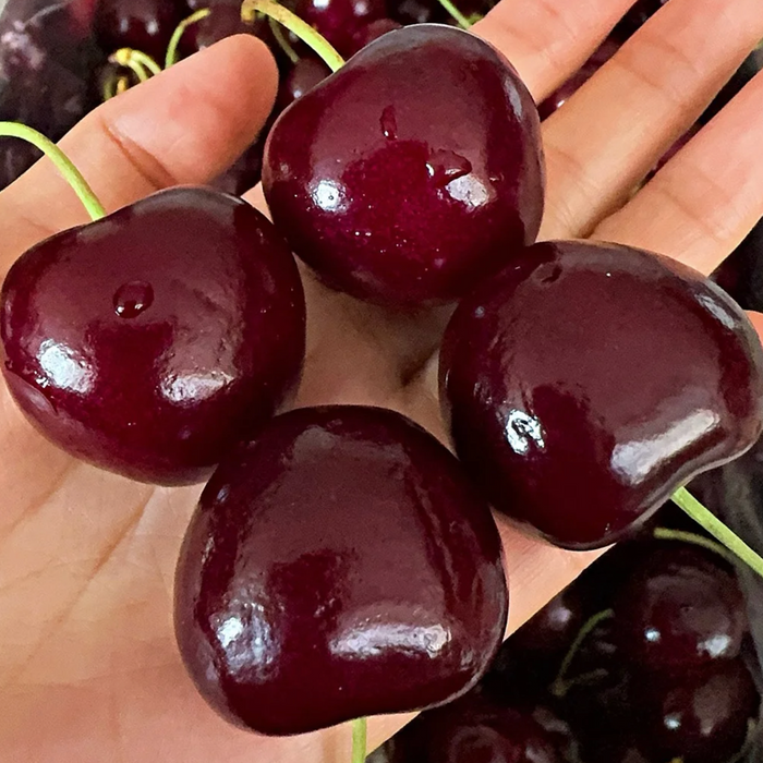 WASHINGTON STATE RED & RAINIER CHERRIES 🇺🇸