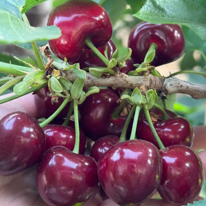 WASHINGTON STATE RED & RAINIER CHERRIES 🇺🇸