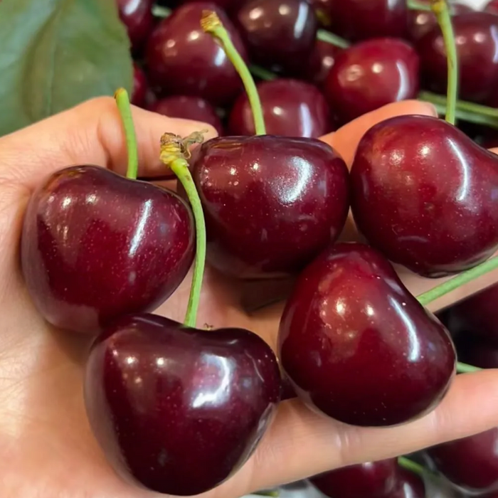 WASHINGTON STATE RED & RAINIER CHERRIES 🇺🇸