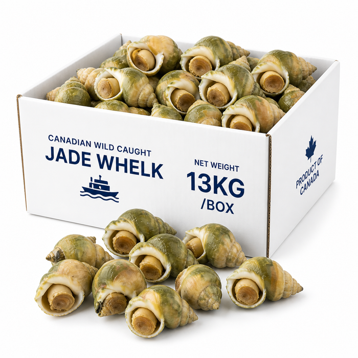 Canadian Wild Frozen Jade Whelk – Premium Cooked Sea Snail