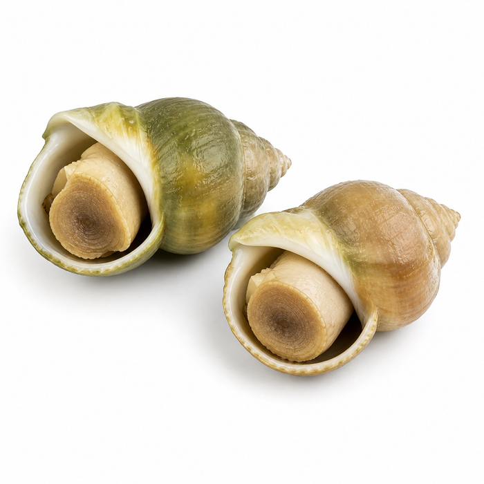 Canadian Wild Frozen Jade Whelk – Premium Cooked Sea Snail