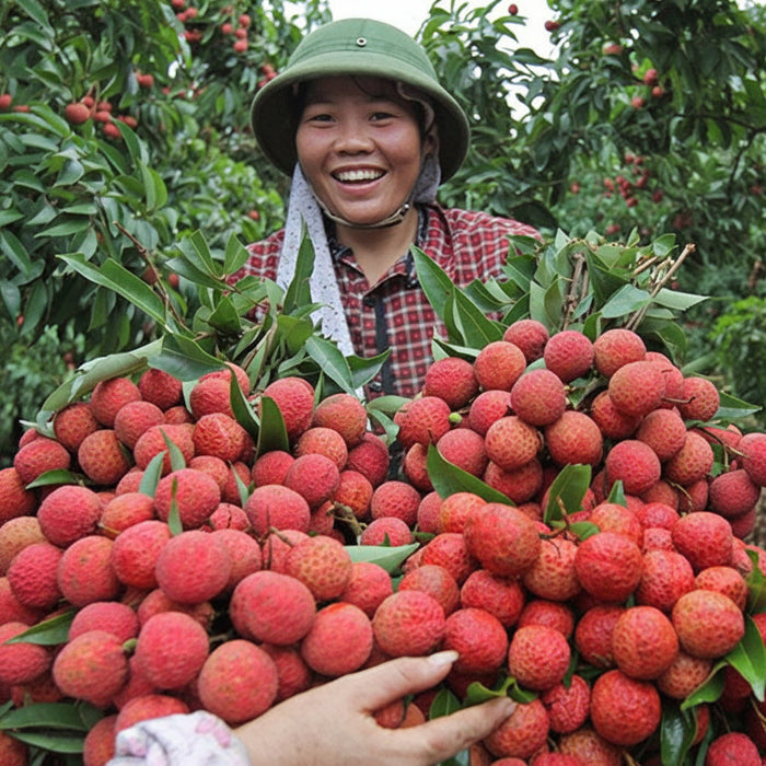 Premium Air Flown Lychee – Sweet, Juicy & Fragrant Summer Delicacy