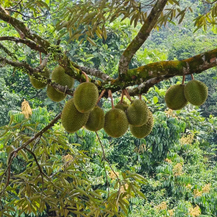 🇸🇬🇲🇾 Singapore & Malaysia Durian Season Celebration ✈️🇨🇦