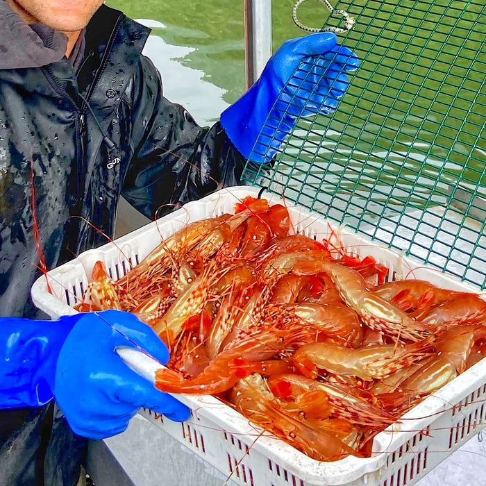 Live BC Spotted Prawns – Limited Seasonal Catch  (Pro-Order Item)🦐🌊