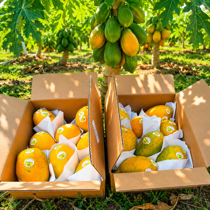 Tree-Ripened Premium  HAWAII Papaya – Air-Flown Fresh  (8/9CT/10 lbs)