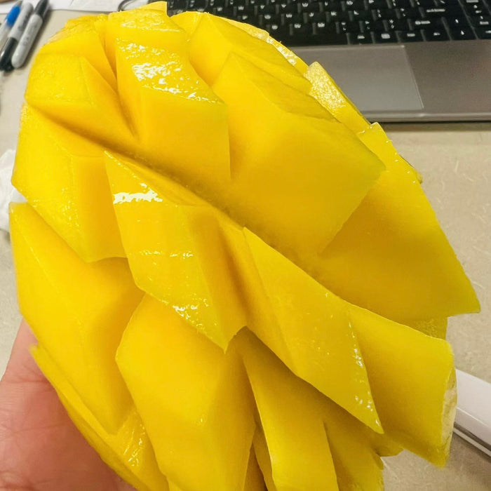 🌞 Mexican Kent Sun Mango 5.5Kg
