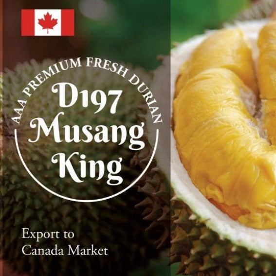 Tropic_Durian Fresh Malaysia Musangking (AAA grade)